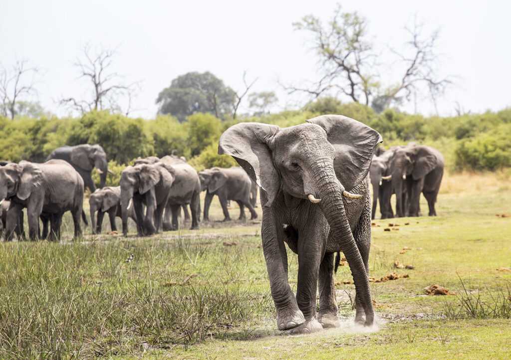botswana elephants credits mongbay