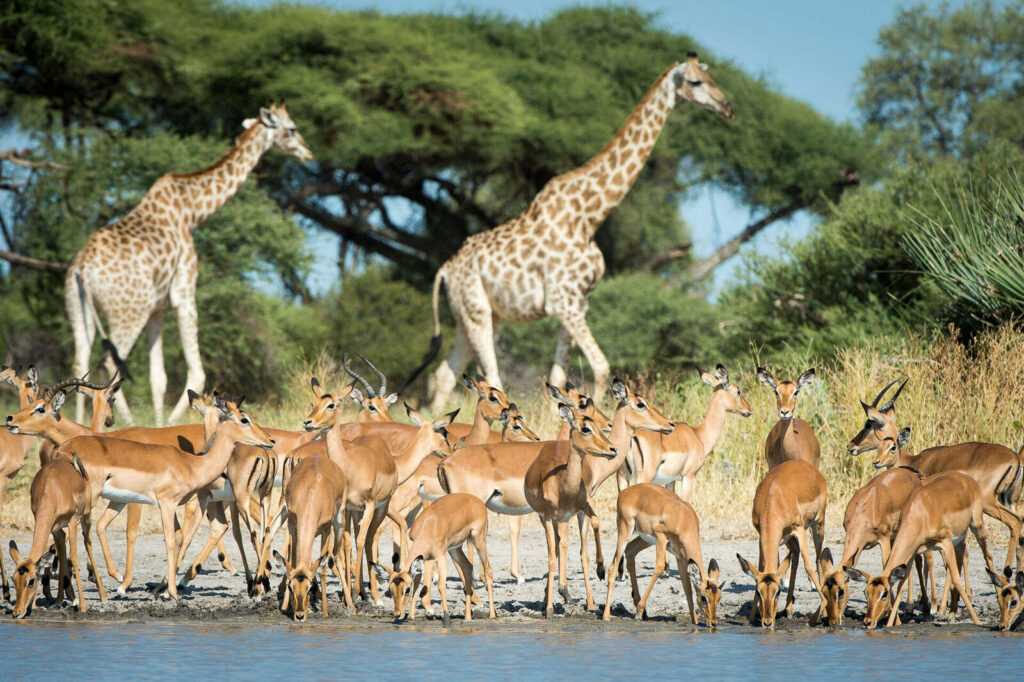botswana wildlife credits expert africa