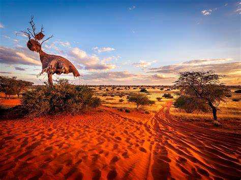 kalahari dessert credits world atlas