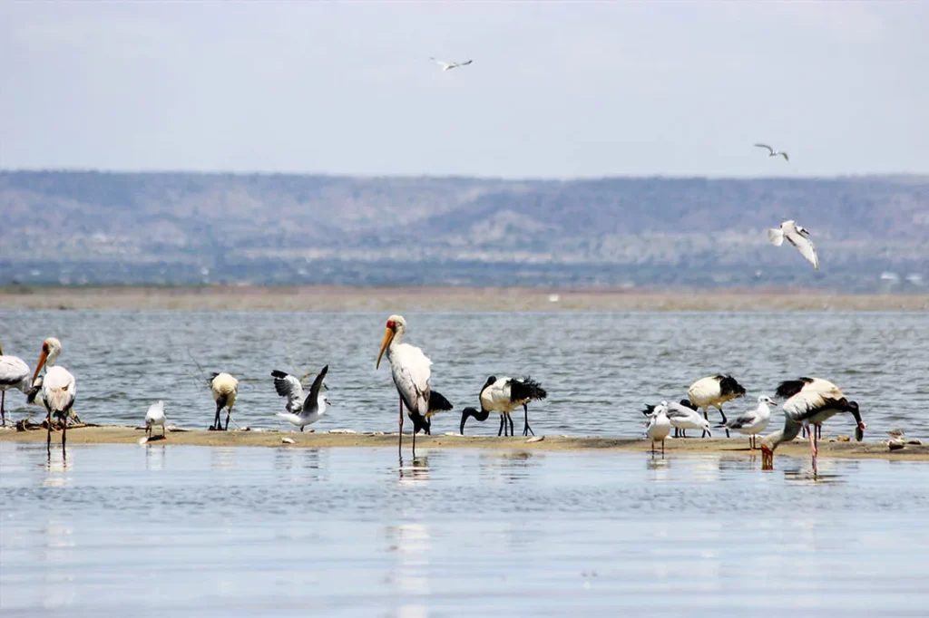 lake turkana yellow billed storks credits safari 254