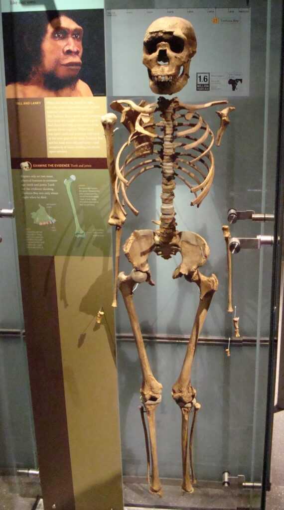 the turkana boy credits worldhistory